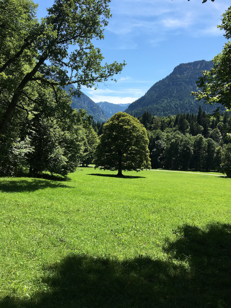 Landschaft mit grünem Baum